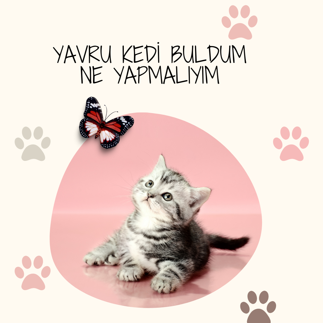 Yavru kedi buldum ne yapmalıyım?