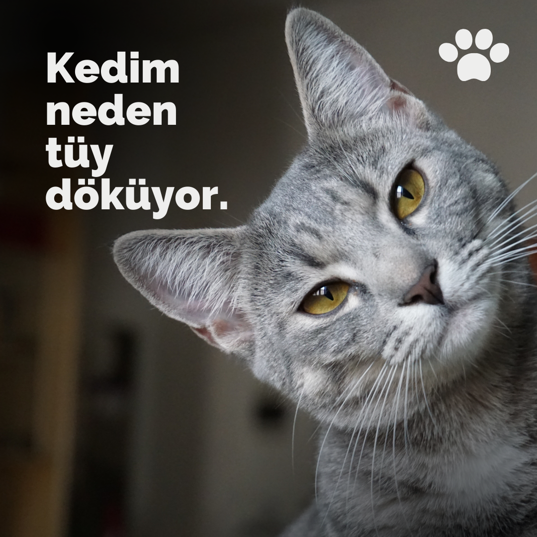 Kedim neden tüy döküyor?
