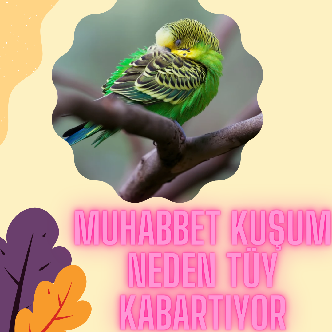 Muhabbet Kuşum Neden Tüylerini Kabartıyor