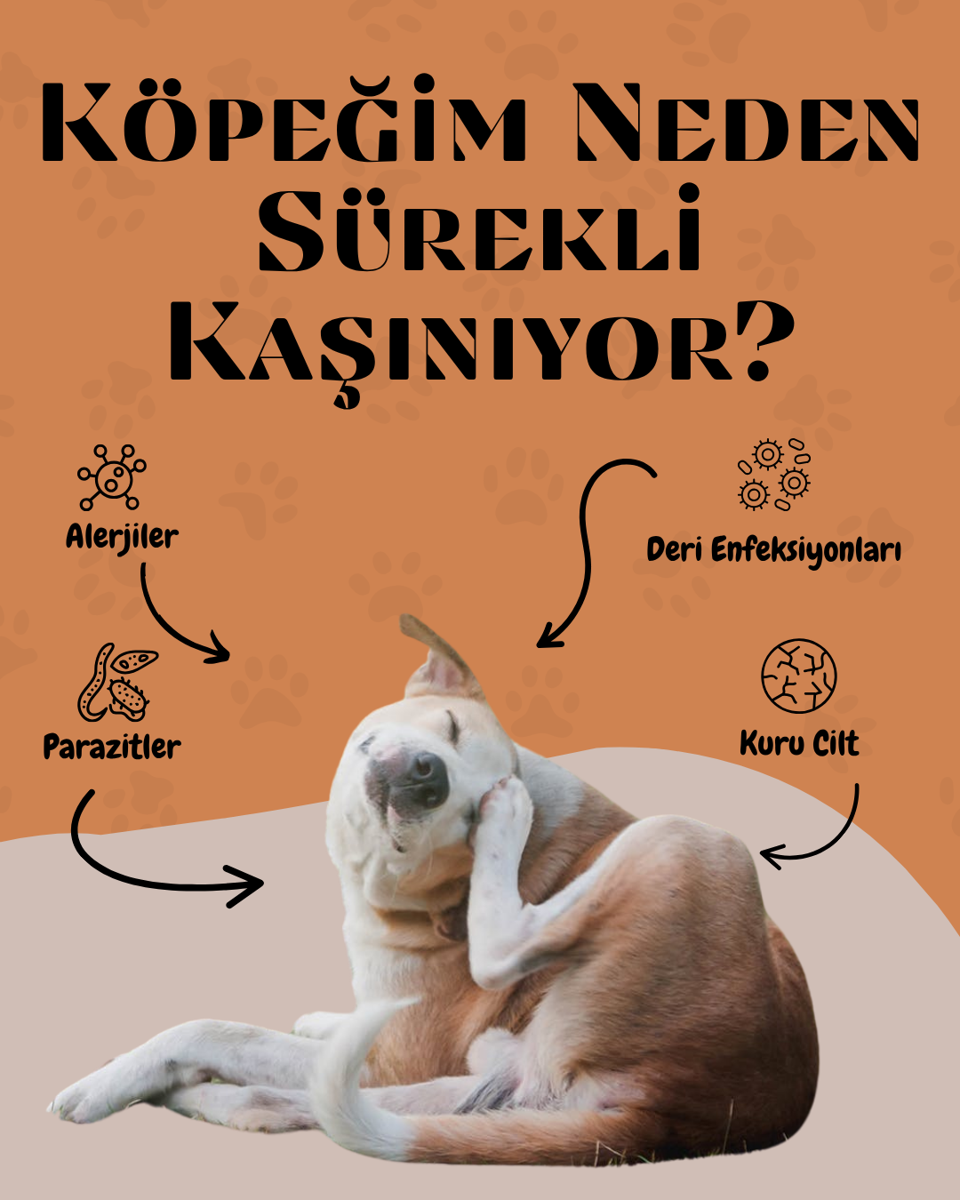 Köpeğim Neden Sürekli Kaşınıyor? Tüm Nedenler, Çözümler ve Önleyici Adımlar