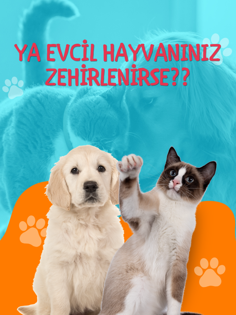 Evcil Hayvanınız Zehirlenirse?