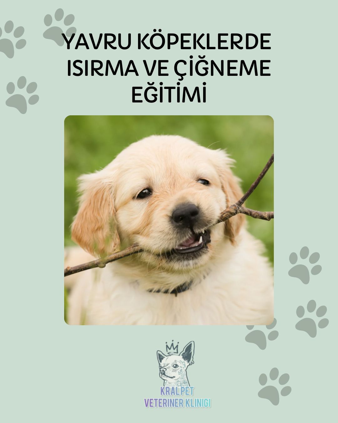 Yavru Köpeklerde Isırma ve Çiğneme Eğitimi